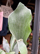 Platycerium bifurcatum staghorn fern outside Urban Tropicana plant shop in Chiswick, London