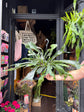 Platycerium bifurcatum staghorn fern outside Urban Tropicana plant shop in Chiswick, London