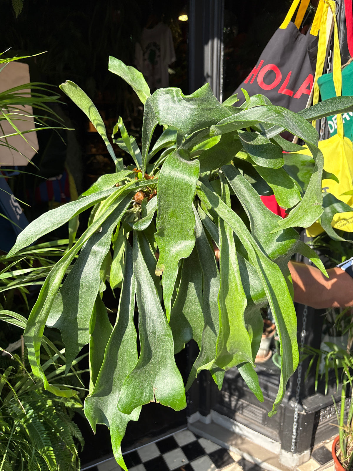 Platycerium bifurcatum (Staghorn Fern) in 17cm pot outside Urban Tropicana plant shop in Chiswick, London