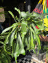 Platycerium bifurcatum (Staghorn Fern) in 17cm pot outside Urban Tropicana plant shop in Chiswick, London