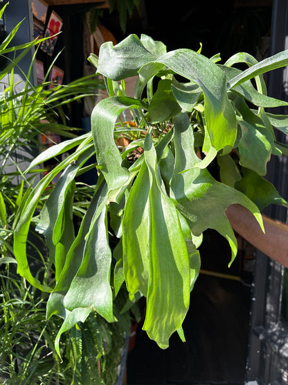 Platycerium bifurcatum (Staghorn Fern) in 17cm pot outside Urban Tropicana plant shop in Chiswick, London