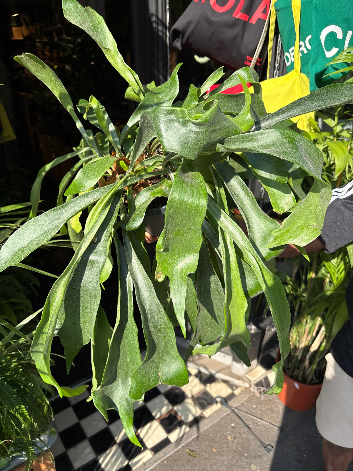 Platycerium bifurcatum (Staghorn Fern) in 17cm pot outside Urban Tropicana plant shop in Chiswick, London