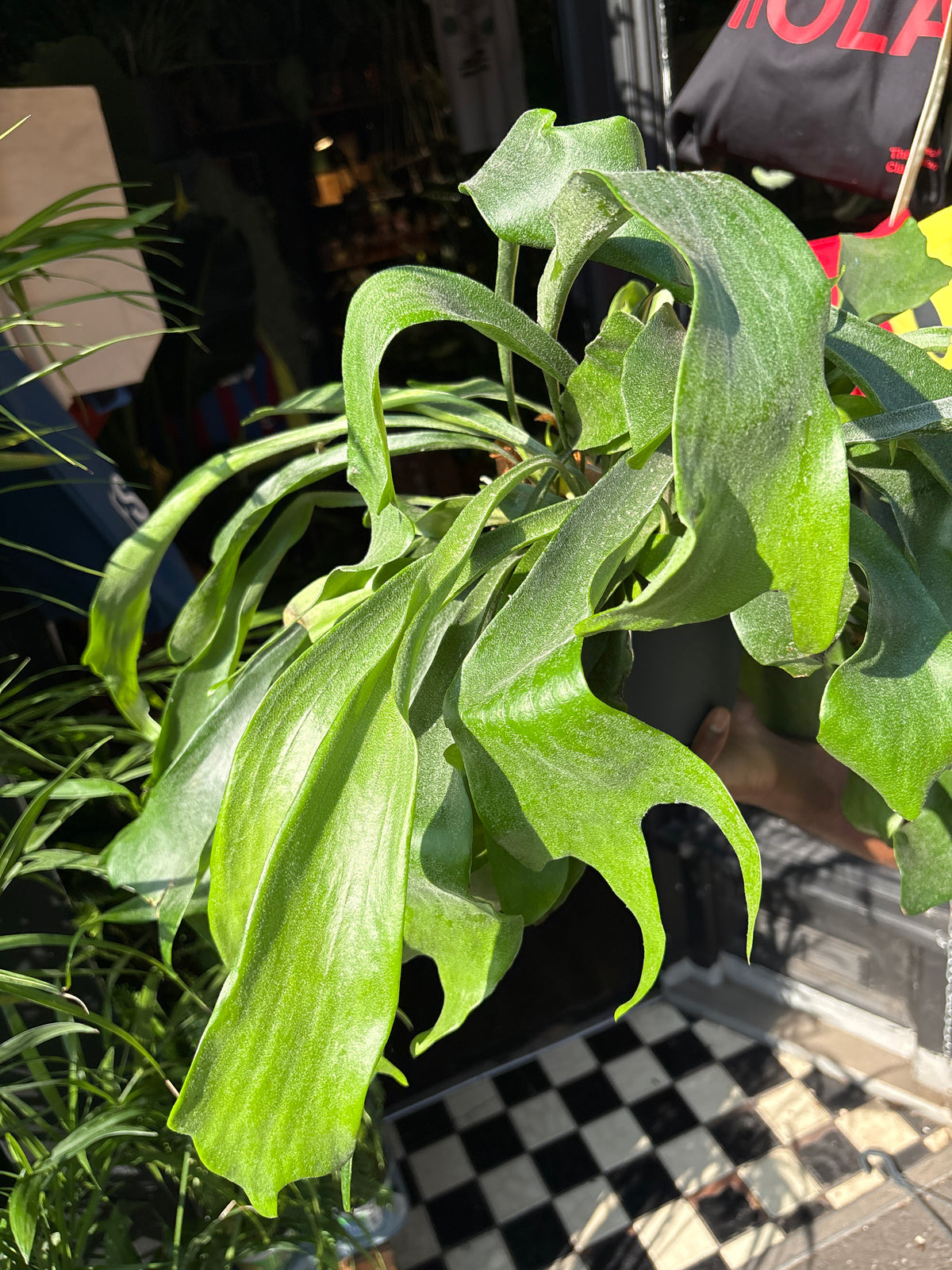 Platycerium bifurcatum (Staghorn Fern) in 17cm pot outside Urban Tropicana plant shop in Chiswick, London