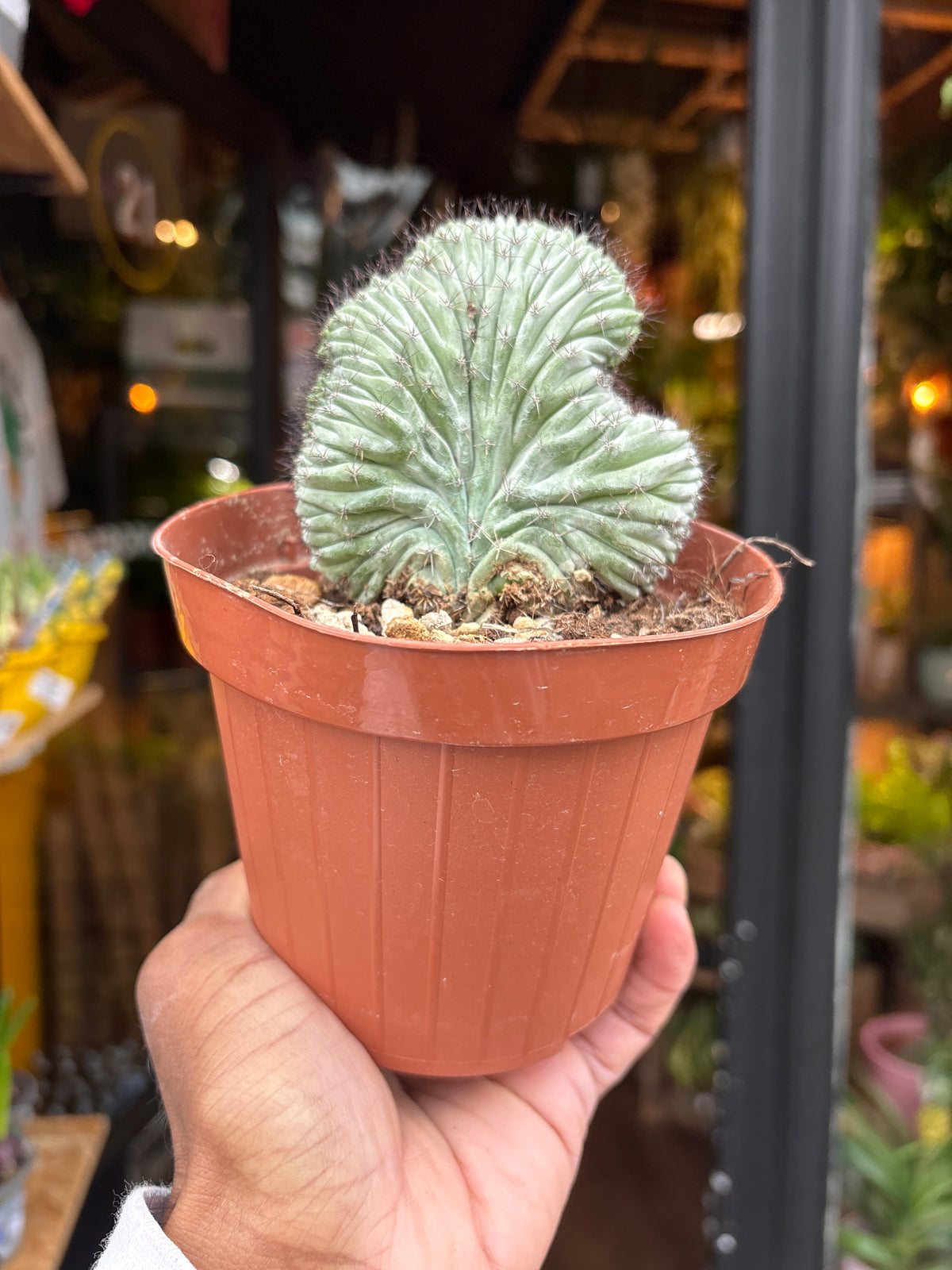 A Polaskia Chichipe Cristata plant in front of Urban Tropicana’s Plant Shop in Chiswick London