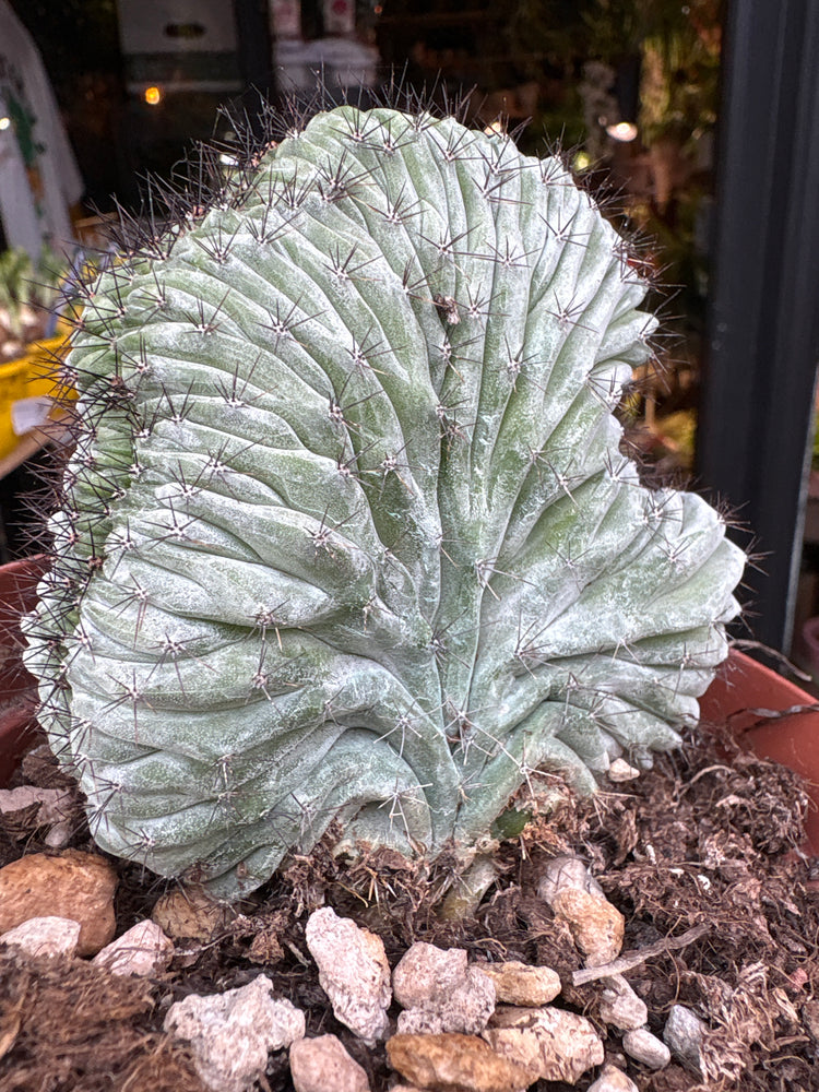 A Polaskia Chichipe Cristata plant in front of Urban Tropicana’s Plant Shop in Chiswick London