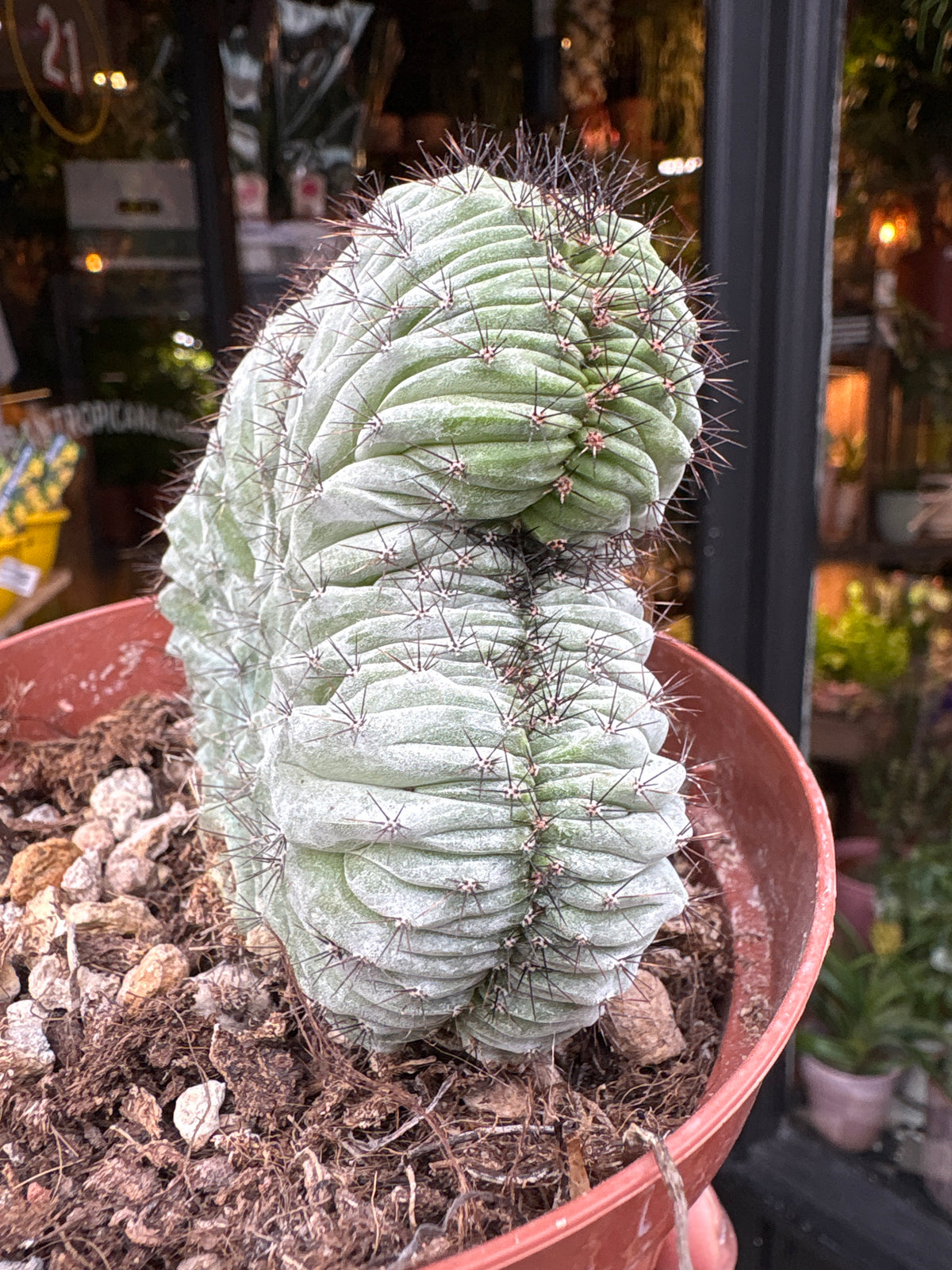 A Polaskia Chichipe Cristata plant in front of Urban Tropicana’s Plant Shop in Chiswick London