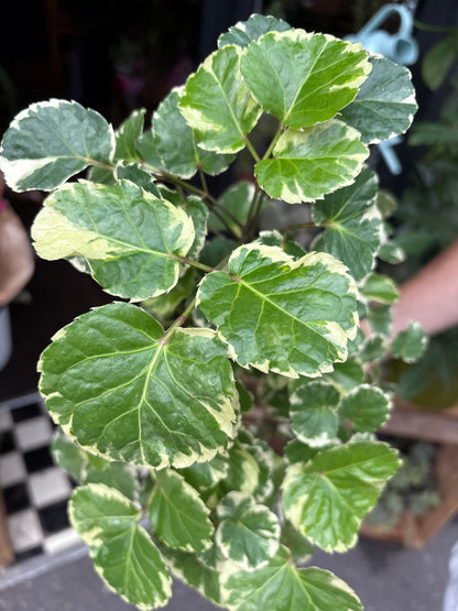 An Polyscias Balfouriana plant in front of Urban Tropicana’s Plant Shop in Chiswick London