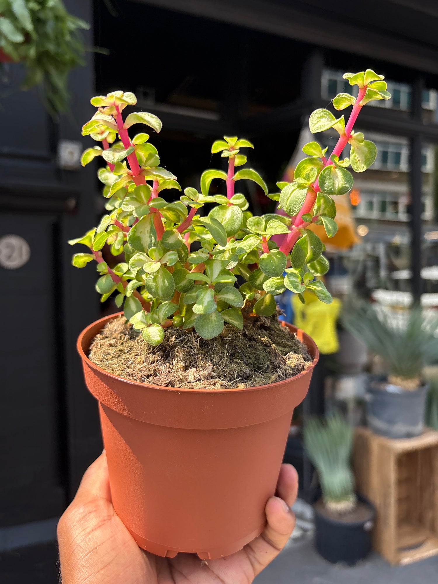 Portulacaria Afra Mediopicta, also known as Variegated Elephant Bush, Rainbow Elephant Bush, or Dwarf Jade Plant, outside Urban Tropicana, a houseplant store in Chiswick London