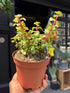 Portulacaria Afra Mediopicta, also known as Variegated Elephant Bush, Rainbow Elephant Bush, or Dwarf Jade Plant, outside Urban Tropicana, a houseplant store in Chiswick London
