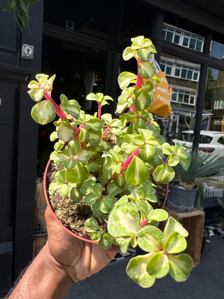 Portulacaria Afra Mediopicta, also known as Variegated Elephant Bush, Rainbow Elephant Bush, or Dwarf Jade Plant, outside Urban Tropicana, a houseplant store in Chiswick London