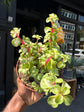 Portulacaria Afra Mediopicta, also known as Variegated Elephant Bush, Rainbow Elephant Bush, or Dwarf Jade Plant, outside Urban Tropicana, a houseplant store in Chiswick London