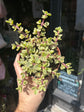 Portulacaria afra ‘Variegata’ succulent outside Urban Tropicana plant shop in Chiswick, London