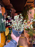 Portulacaria afra ‘Variegata’ succulent in 12cm pot outside Urban Tropicana plant shop in Chiswick, London
