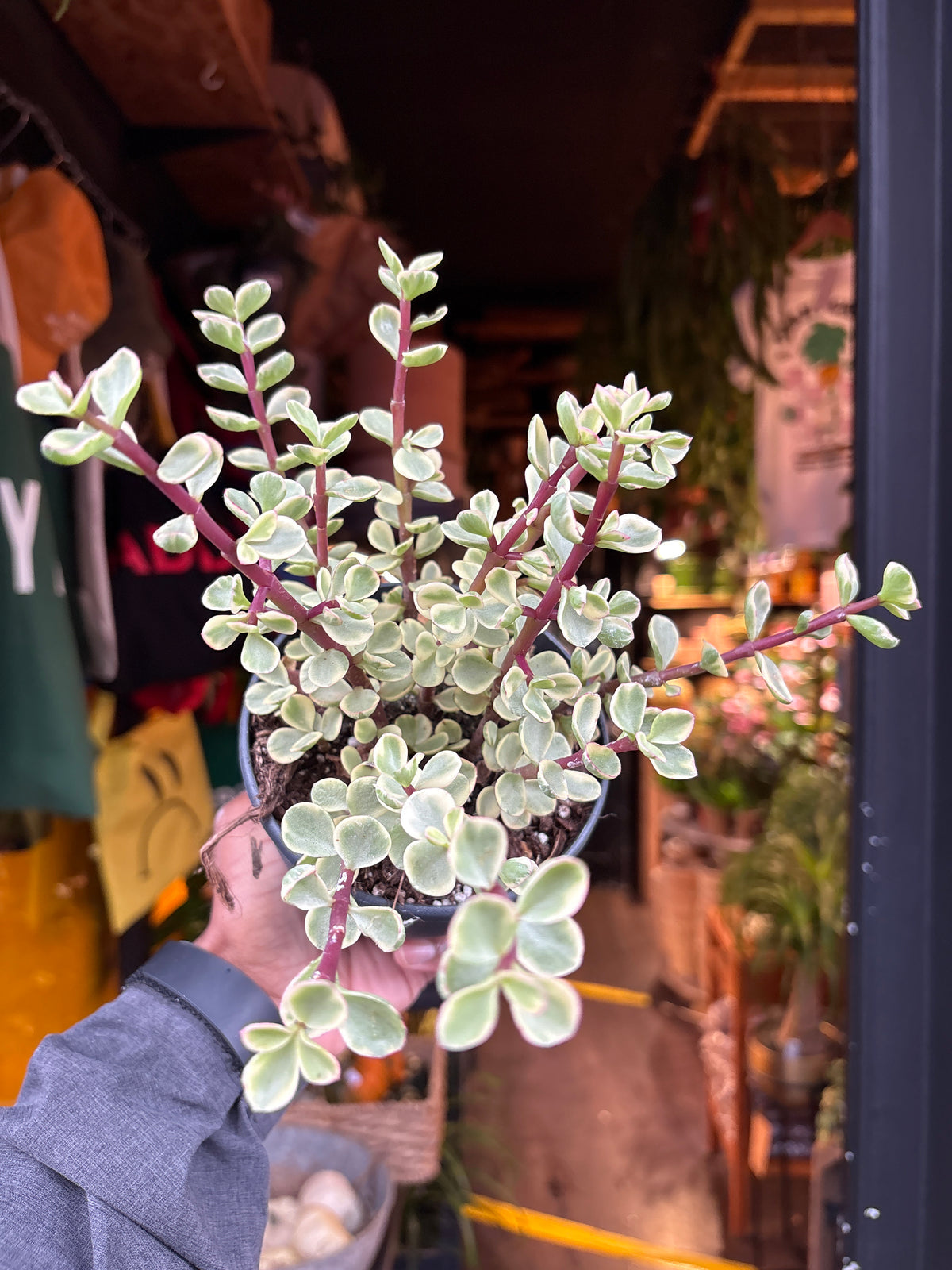 Portulacaria afra ‘Variegata’ succulent in 12cm pot outside Urban Tropicana plant shop in Chiswick, London