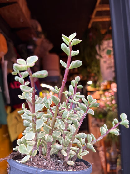 Portulacaria afra ‘Variegata’ succulent in 12cm pot outside Urban Tropicana plant shop in Chiswick, London