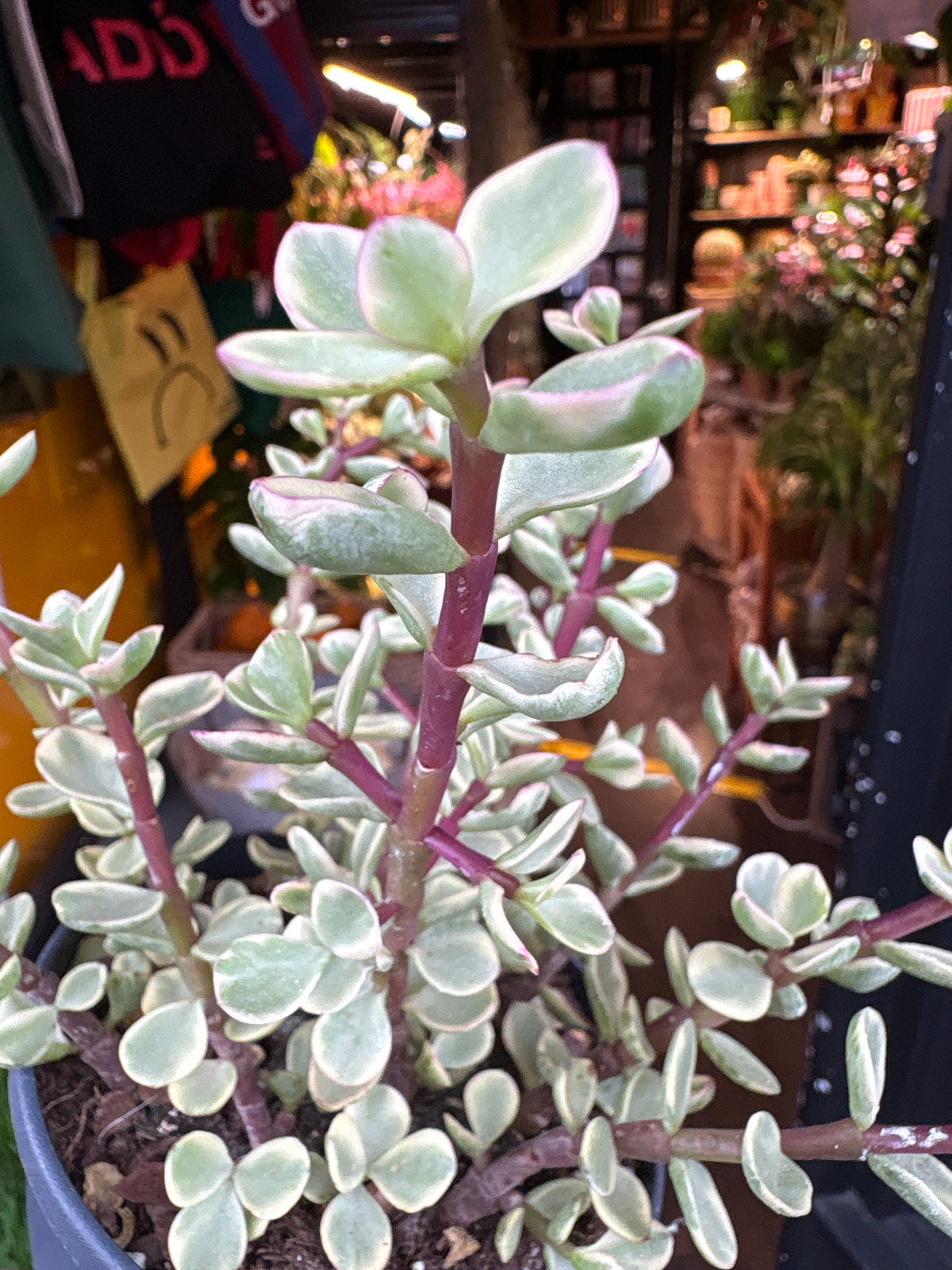 Portulacaria afra ‘Variegata’ succulent in 12cm pot outside Urban Tropicana plant shop in Chiswick, London