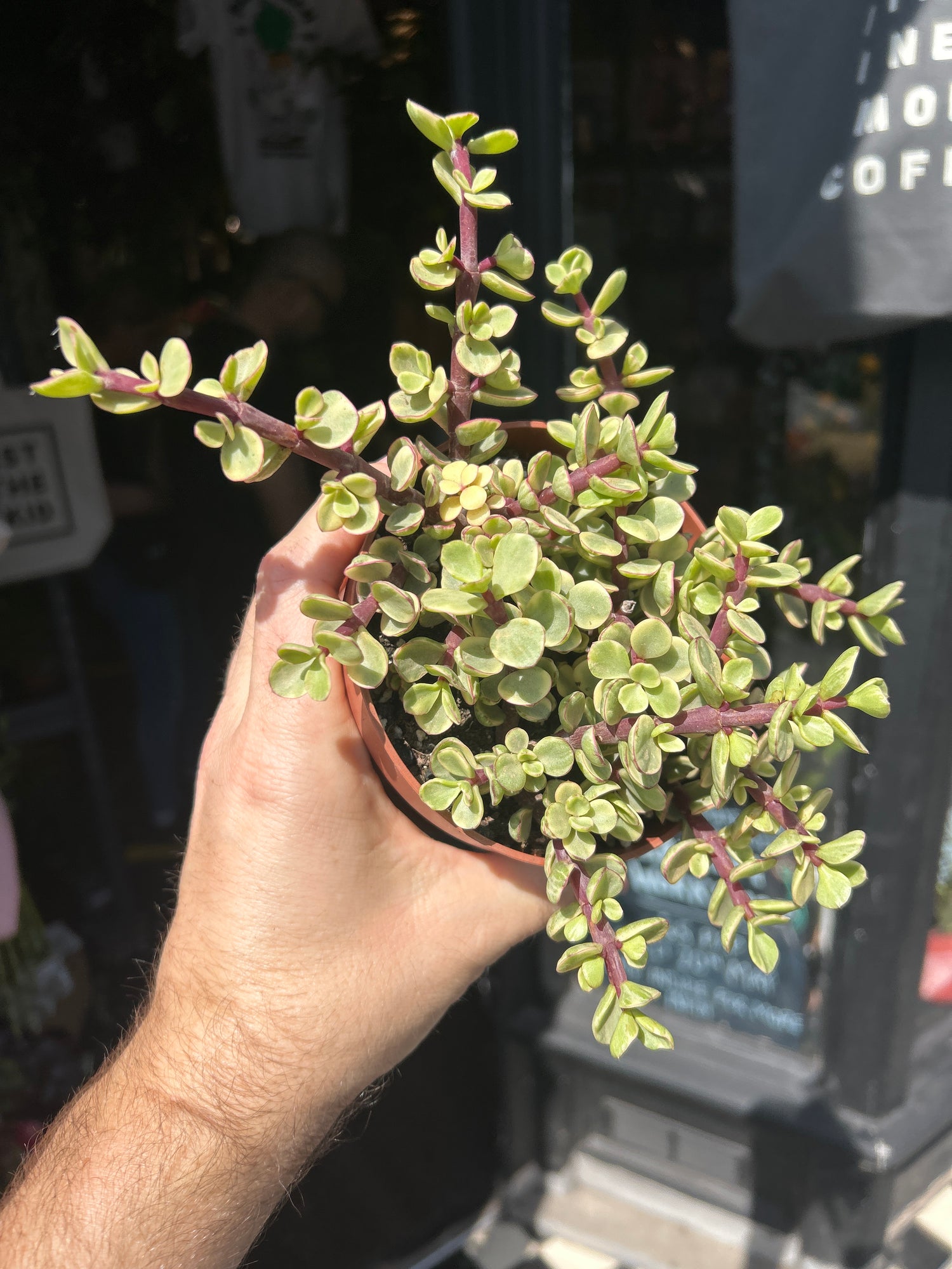 Portulacaria afra ‘Variegata’ succulent outside Urban Tropicana plant shop in Chiswick, London