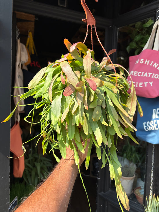 Pseudorhipsalis Ramulosa, or Red Mistletoe Cactus or Red Rhipsalis, outside Urban Tropicana’s houseplant store in Chiswick, West London
