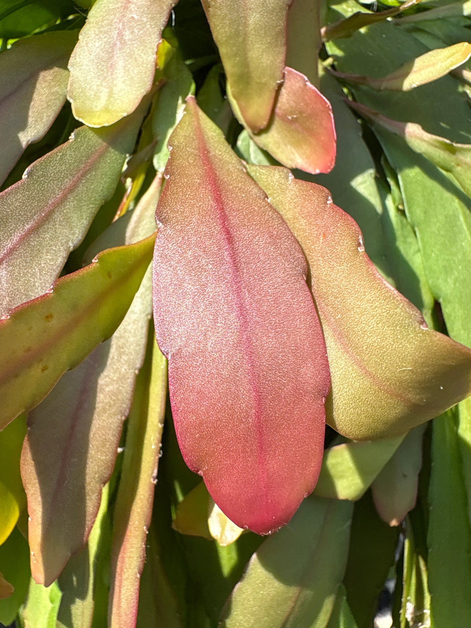 Pseudorhipsalis Ramulosa, or Red Mistletoe Cactus or Red Rhipsalis, outside Urban Tropicana’s houseplant store in Chiswick, West London