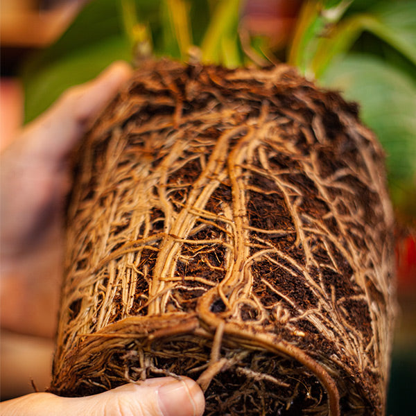 House Plant pot bound roots