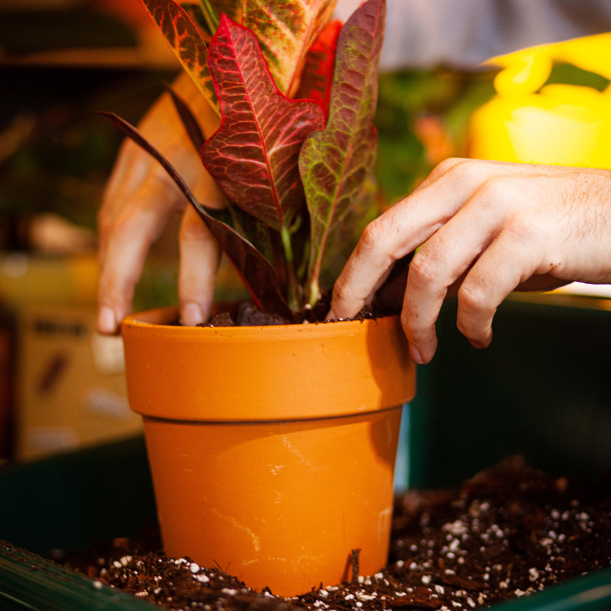 Repotting Service - Urban Troicana – Urban Tropicana