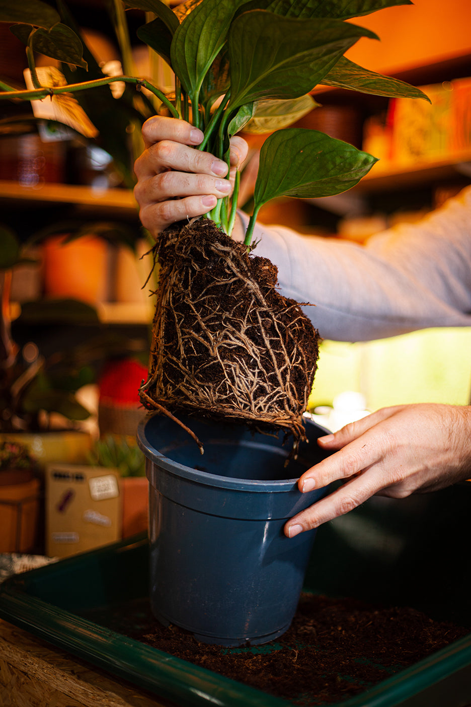 Plant being repotted - Repotting service at Urban Tropicana Plant Shop London