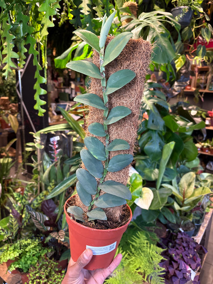 A Rhaphidophora Tenius plant in front of Urban Tropicana’s Plant Shop in Chiswick London
