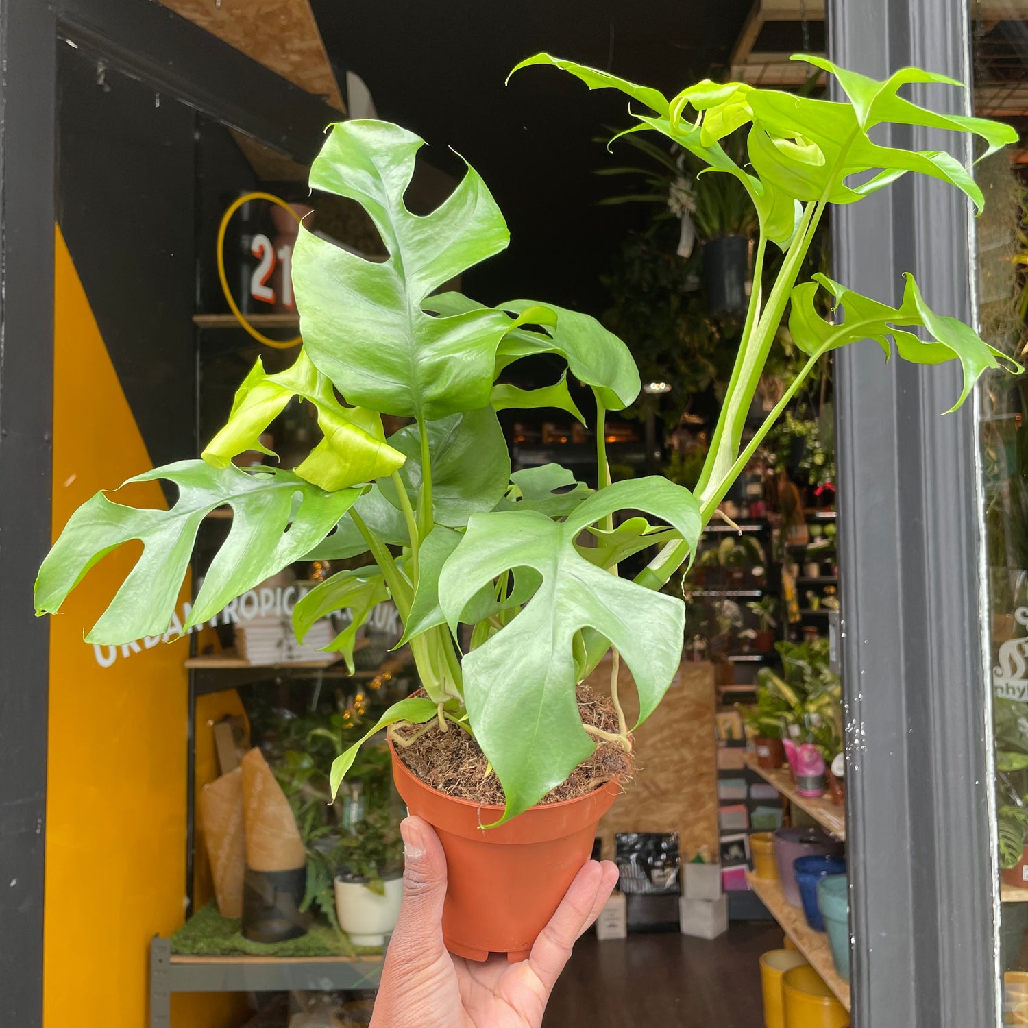 A Rhaphidophora Tetrasperma plant, also know as a Monstera Mini Plant, in front of Urban Tropicana&