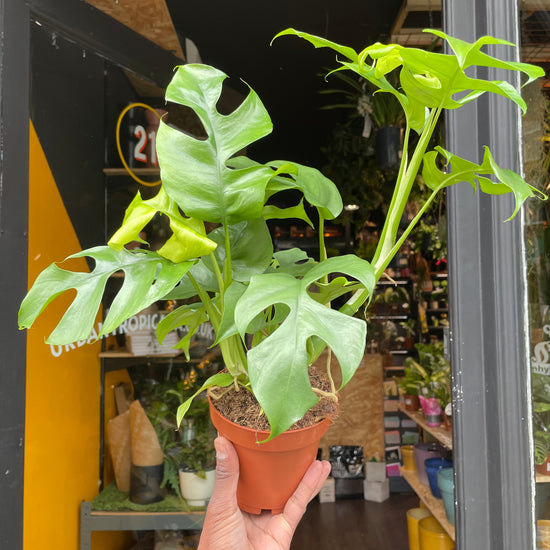 A Rhaphidophora Tetrasperma plant, also know as a Monstera Mini Plant, in front of Urban Tropicana&