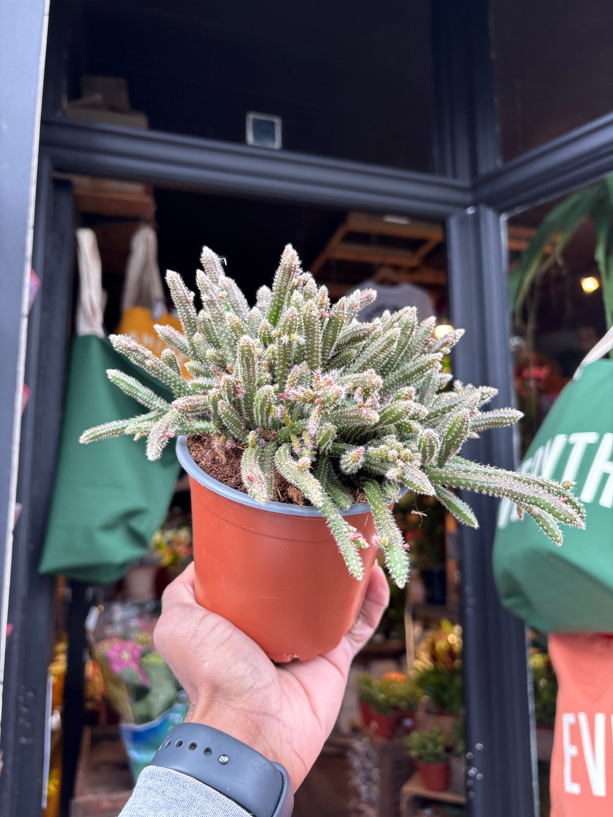 A Rhipsalis baccifera ‘Horrida’ plant, also known as a cactus, displayed in front of Urban Tropicana’s Plant Shop in Chiswick, London
