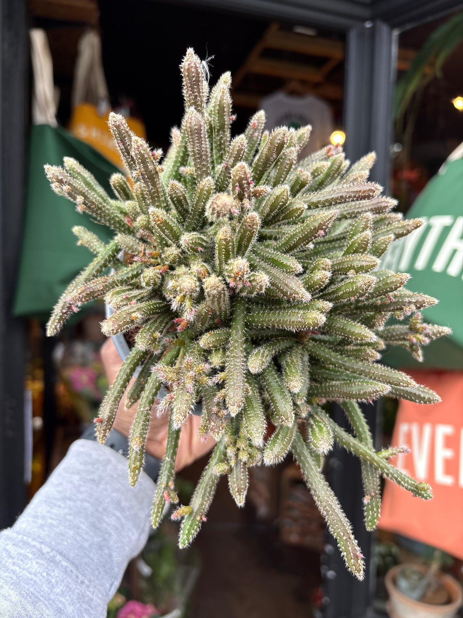 A Rhipsalis baccifera ‘Horrida’ plant, also known as a cactus, displayed in front of Urban Tropicana’s Plant Shop in Chiswick, London