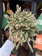 A Rhipsalis baccifera ‘Horrida’ plant, also known as a cactus, displayed in front of Urban Tropicana’s Plant Shop in Chiswick, London