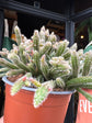 A Rhipsalis baccifera ‘Horrida’ plant, also known as a cactus, displayed in front of Urban Tropicana’s Plant Shop in Chiswick, London