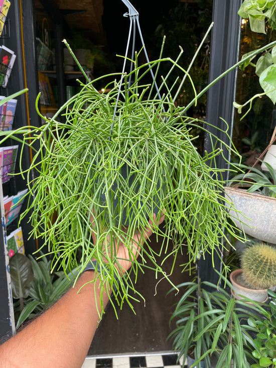 A Rhipsalis Baccifera Oasis plant also known as a mistletoe cactus in front of Urban Tropicana’s plant shop in Chiswick London