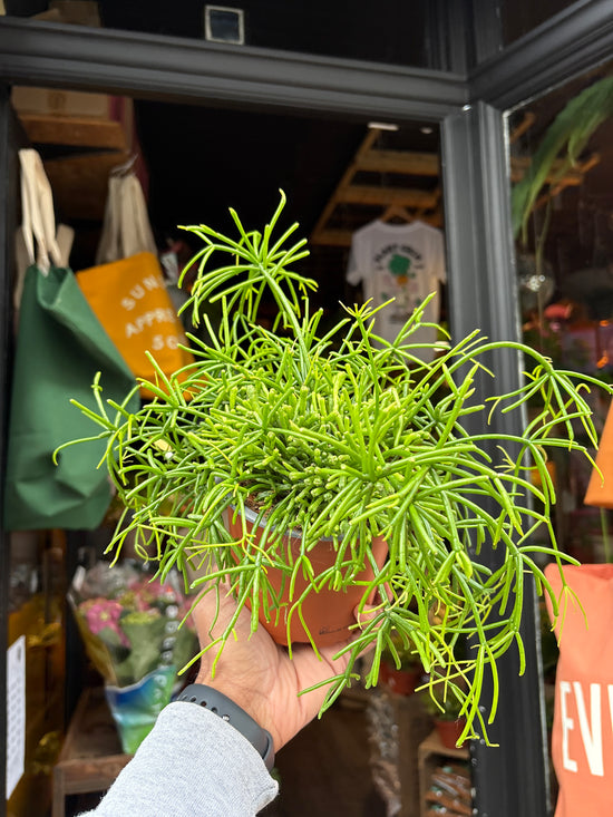 Rhipsalis Baccifera ‘Oasis’ with long, trailing slender green stems forming a cascading habit, displayed in a nursery pot at Urban Tropicana plant shop, Chiswick, London