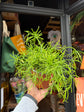 Rhipsalis Baccifera ‘Oasis’ with long, trailing slender green stems forming a cascading habit, displayed in a nursery pot at Urban Tropicana plant shop, Chiswick, London