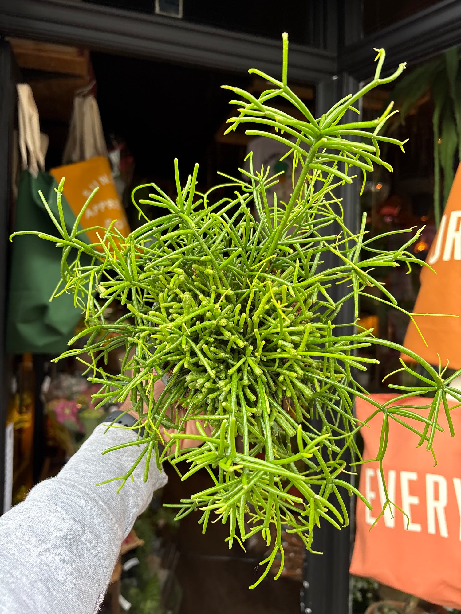 Rhipsalis Baccifera ‘Oasis’ with long, trailing slender green stems forming a cascading habit, displayed in a nursery pot at Urban Tropicana plant shop, Chiswick, London