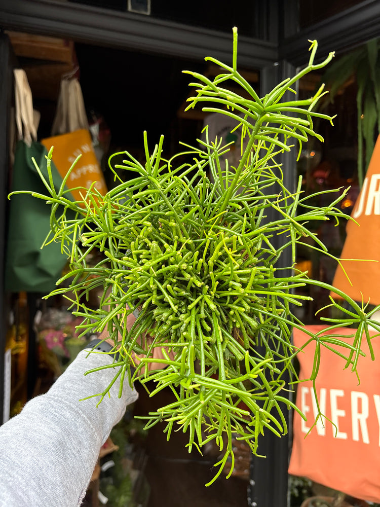 Rhipsalis Baccifera ‘Oasis’ with long, trailing slender green stems forming a cascading habit, displayed in a nursery pot at Urban Tropicana plant shop, Chiswick, London