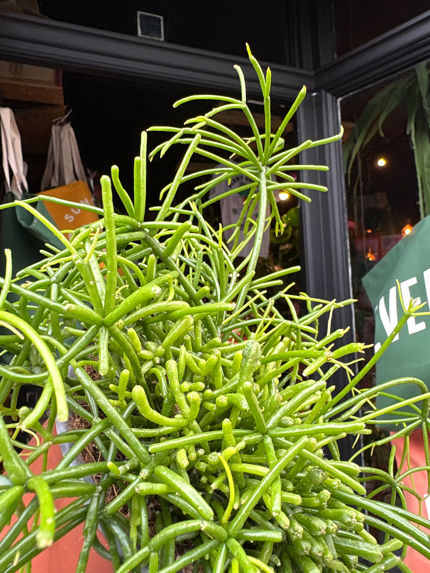 Rhipsalis Baccifera ‘Oasis’ with long, trailing slender green stems forming a cascading habit, displayed in a nursery pot at Urban Tropicana plant shop, Chiswick, London