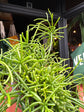 Rhipsalis Baccifera ‘Oasis’ with long, trailing slender green stems forming a cascading habit, displayed in a nursery pot at Urban Tropicana plant shop, Chiswick, London