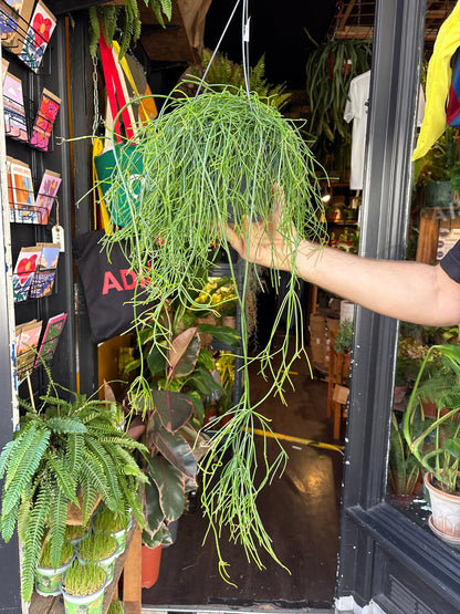 Rhipsalis baccifera ‘Oasis’ (Mistletoe Cactus) in 17cm hanging pot outside Urban Tropicana plant shop in Chiswick, London