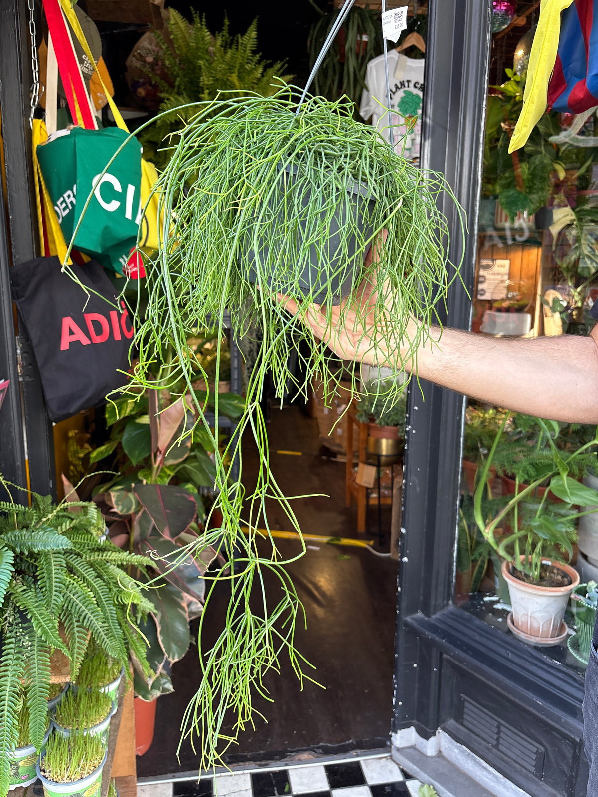 Rhipsalis baccifera ‘Oasis’ (Mistletoe Cactus) in 17cm hanging pot outside Urban Tropicana plant shop in Chiswick, London