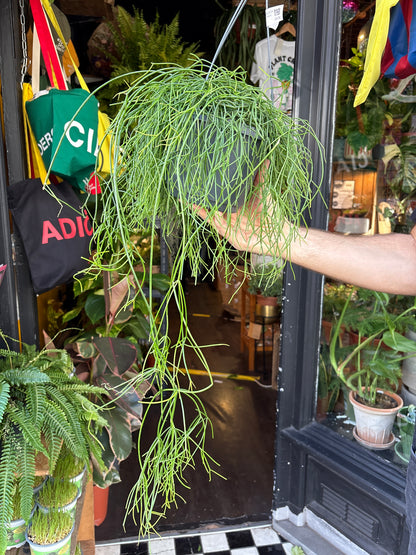 Rhipsalis baccifera ‘Oasis’ (Mistletoe Cactus) in 17cm hanging pot outside Urban Tropicana plant shop in Chiswick, London