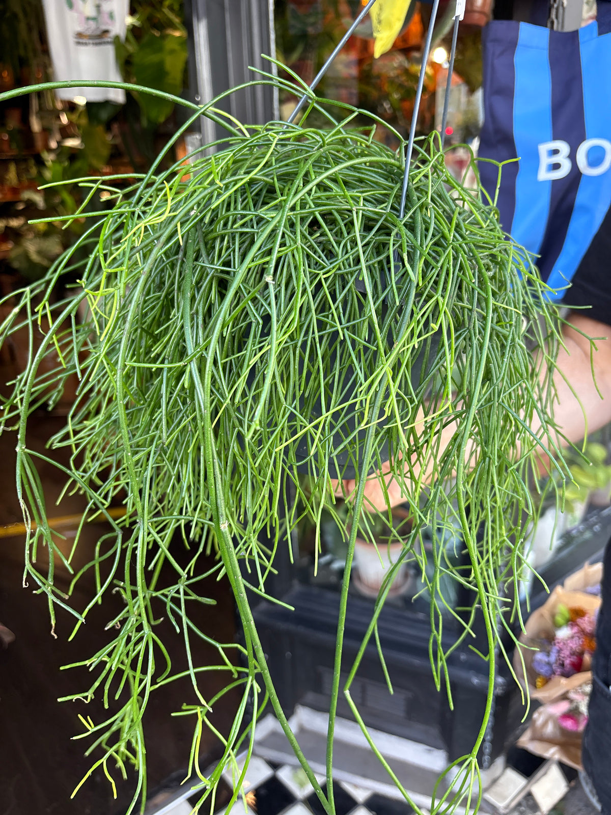 Rhipsalis baccifera ‘Oasis’ (Mistletoe Cactus) in 17cm hanging pot outside Urban Tropicana plant shop in Chiswick, London