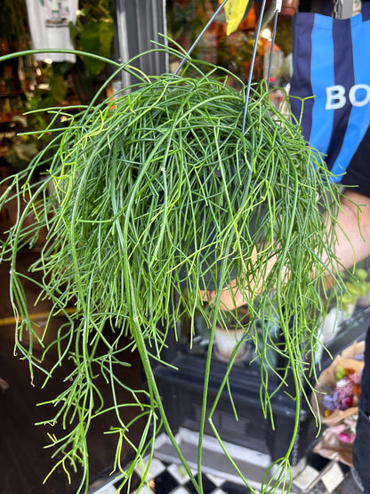 Rhipsalis baccifera ‘Oasis’ (Mistletoe Cactus) in 17cm hanging pot outside Urban Tropicana plant shop in Chiswick, London