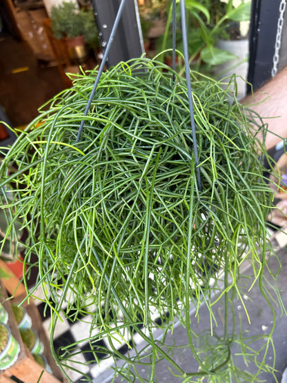 Rhipsalis baccifera ‘Oasis’ (Mistletoe Cactus) in 17cm hanging pot outside Urban Tropicana plant shop in Chiswick, London