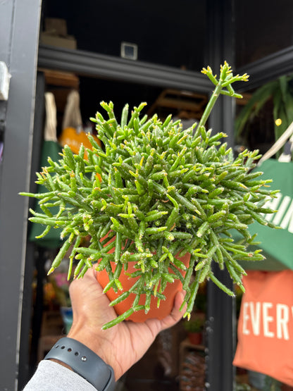 A Rhipsalis Burchelli plant, a cascading cactus with thin green stems, displayed in front of Urban Tropicana’s Plant Shop in Chiswick, London