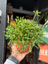 A Rhipsalis Burchelli plant, a cascading cactus with thin green stems, displayed in front of Urban Tropicana’s Plant Shop in Chiswick, London