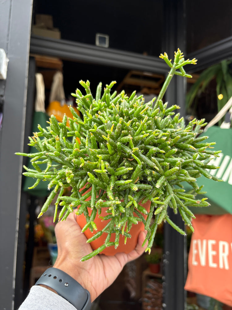 A Rhipsalis Burchelli plant, a cascading cactus with thin green stems, displayed in front of Urban Tropicana’s Plant Shop in Chiswick, London