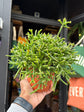 A Rhipsalis Burchelli plant, a cascading cactus with thin green stems, displayed in front of Urban Tropicana’s Plant Shop in Chiswick, London